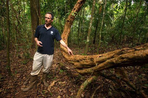 Las lianas sofocan la capacidad del bosque para capturar carbono. FOTO: STRI.