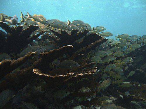 Arrecifes del Sistema Mesoamericano. Foto: Lorenzo Álvarez Filip.