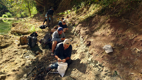 Los paleontólogos buscando restos de mamíferos fósiles en el borde del río Guatemala, Puerto Rico. Gentileza: Laurent Marivaux.