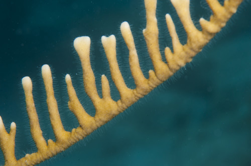 Coral de fuego encontrado en Arrecife Alacranes, Golfo de México./Isaí Domínguez.