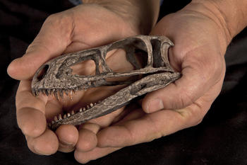 Parte del esqueleto del pequeño dinosaurio Eodromaeus murphi, que vivió hace 230 millones de años. (Foto de Mike Hettwer)
