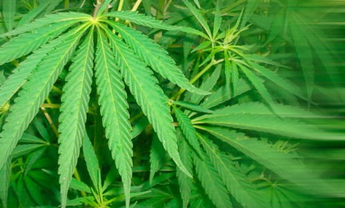 Cannabis sativa. FOTO: Argentina investiga.