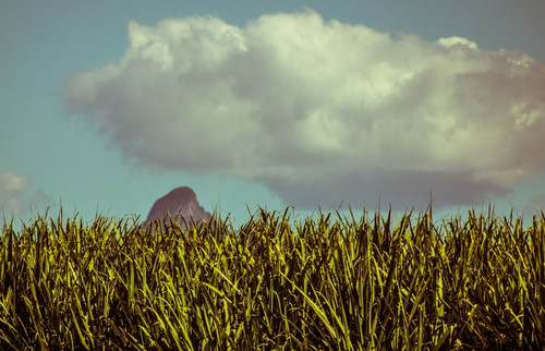 Campos de caña de azúcar/Flickr user chillmimi, Flickr