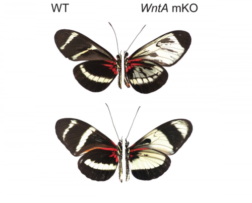 Estas dos especies de mariposas no relacionadas se parecen mucho. Pero cuando el gen WntA es eliminado, el resultado es diferente para cada una, lo que indica que no están tomando el mismo camino evolutivo para llegar al mismo patrón