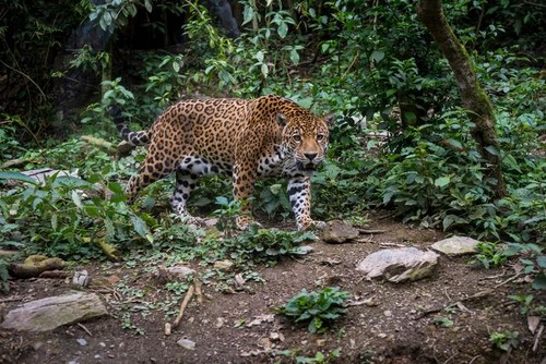 Jaguar./World Animal Protection.