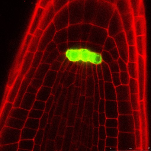 Localización del nicho de células madre dentro de la raíz. Imagen: Óscar Lorenzo.