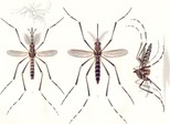Mosquitos del gÃ©nero Aedes. FOTO: Wikipedia