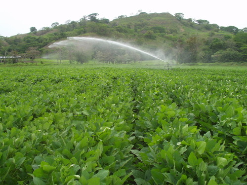 Riego de un cultivo agrícola en América Latina (foto Archivo ODI).