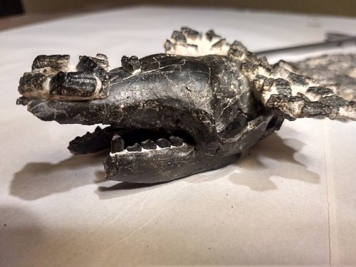 Se encontraron partes del cráneo, mandíbula y postcráneo de este quirquincho, como así también placas de su coraza.