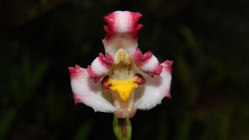 'Maxillaria Bicentenaria' es el nombre de este nuevo tipo de orquídea, por tener en sus pétalos el color rojo y blanco..