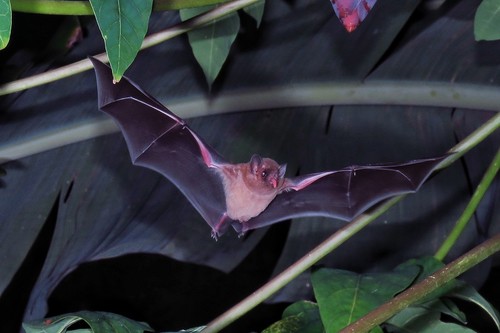  La temperatura y vuelo de los murciélagos, claves para definir su tamaño