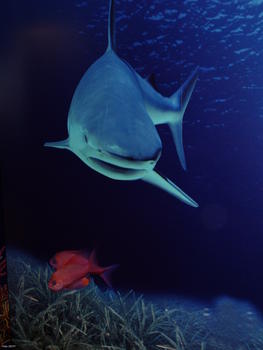 Detalle de la exposición de La Caixa sobre biodiversidad marina.