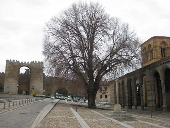 Olmo de San Vicente, en Ávila, catalogado por la Junta como árbol singular y afectado por grafiosis.