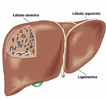 Representación de un hígado (Foto: MEC)