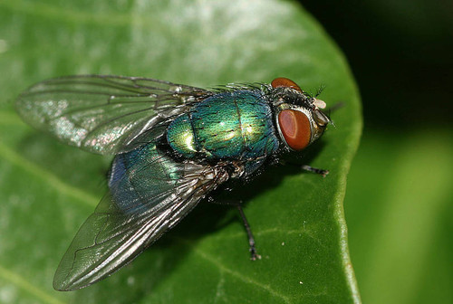 La mosca Lucilia eximia. FOTO: UN.