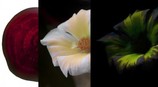 Rodaja de remolacha, flor maravilla y su emisiÃ³n de fluorescencia. FOTO: E. L. BASTOS