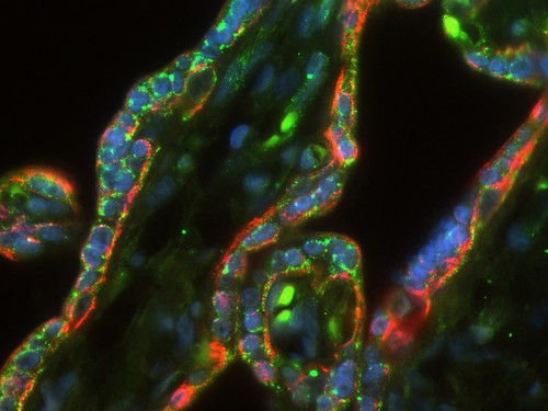 Inmunofluorescencia en placenta humana. FOTO: USS