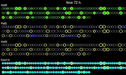 Simulación por ordenador de la evolución temporal de un filamento de cianobacterias. Imagen: UC3M.
