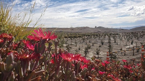 La proliferación de vida en medio de la nada, donde es casi imposible el crecimiento de vegetación, es el principal logro del Centro de Estudios Agroforestal del Desierto de Altura de la U. de Chile.