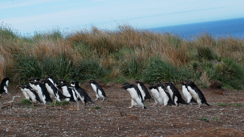Pingüinos crestados/Foto: gentileza investigadores.