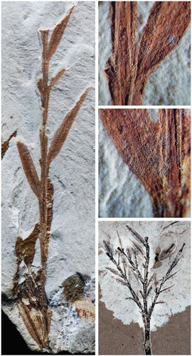 El holotipo de la especie Retrophyllum oxyphyllum, anteriormente considerado el bambú más antiguo conocido./Peter Wilf.