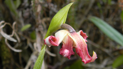 Nueva variedad de orquídea hallada en Oxapampa.