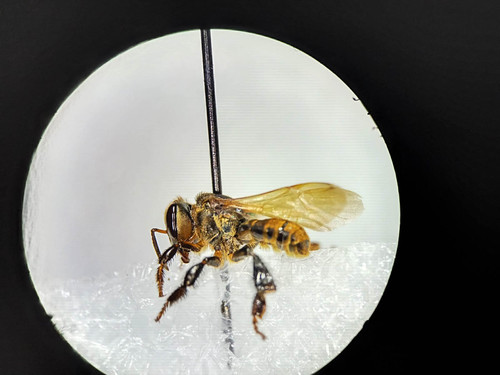 La especie de abeja T. angustula./UNAL.