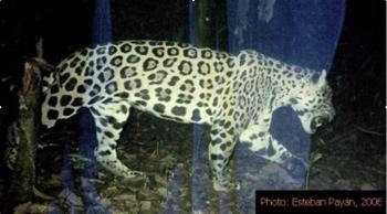Imagen de un jaguar en una fototrampa.