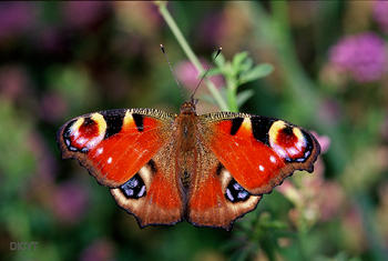 Un ejemplar de mariposa conocido como Pavo Real (Inachis io).