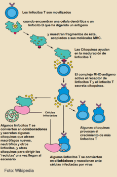 Esquema de actuación de los linfocitos T.