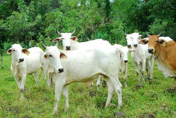 La infección por la bacteria Brucella produce abortos tardíos en vacas y esterilidad en toros.