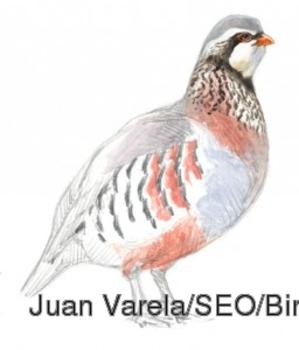 Perdiz roja. Juan Varela/SEO/BirdLife.