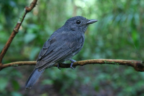 Una de las aves que alerta a sus compañeras de bandada, Thamnomanes ardesiacus/Eliseo Parra