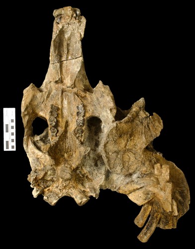 Cráneo de la vaca marina de 20 millones de años hallada en el Canal de Panamá/Florida Museum photo by Aaron Wood