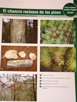Folleto explicativo sobre el chancro resinoso de los pinos editado por la Consejería del Medio Rural y de Pesca del Gobierno del Principado de Asturias