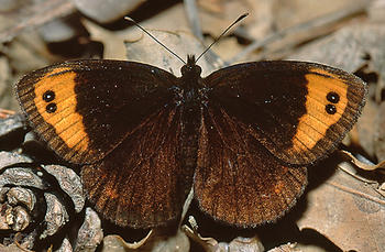 Especie de mariposa endémica de la zona de Ayllón.