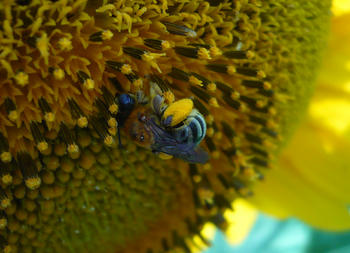 Un presión excesiva sobre el servicio que prestan los insectos polinizadores podría afectar seriamente a las abejas silvestres. (Foto: Malena Sabatino/Universidad Nacional del Comahue)