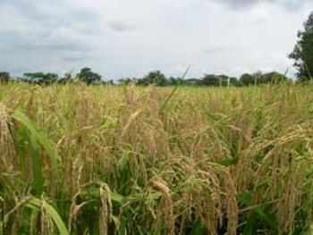Campo de arroz (FOTO: UCR).