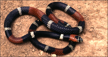 Serpiente (Fotografía: UNC)