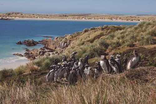 Colonia de pingüino de Magallanes en la Patagonia Argentina. / (J. Navarro)