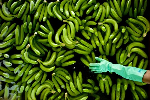 Bananas/Dan Bebber