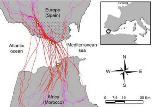 Trayectorias de vuelo de las cigüeñas sobre el Estrecho de Gibraltar./CSIC.