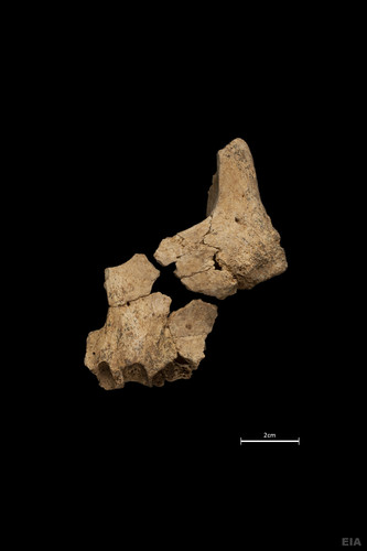 Cara parcial de un homínido hallado en el yacimiento de la Sima del Elefante (sierra de Atapuerca). Foto: María Dolors Guillén / Equipo de Investigación de Atapuerca.