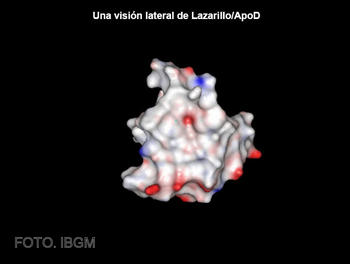 Visión lateral de la proteína Lazarillo.