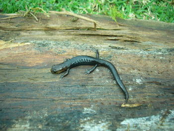 Salamandra terrestre Pseudoeurycea goebeli, una de las especies más comunes hace 40 años en los bosques del volcán Tajumulco (Guatemala), parece haber desaparecido del área. (Foto: Sean M. Rovito/Universidad de California, Berkeley)