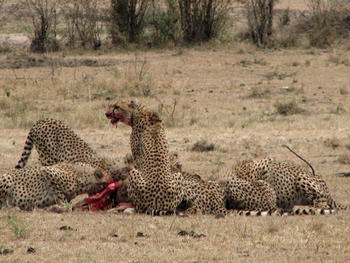 Guepardos en la reserva natural de Masai Mara, en Kenia./ CSIC