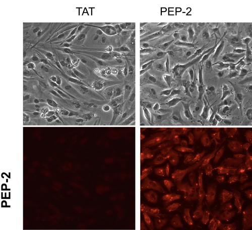 El péptido, en rojo, es capaz de introducirse en todas las células. Imágenes: Arantxa Tabernero.