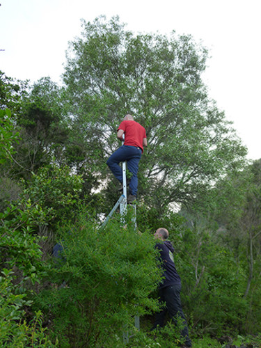 El equipo mide, con la ayuda de un smartphone, la exposición al sol de las hojas del olivo silvestre. / AA.VV.