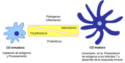 Microorganismos patógenos, señales ambientales o la expresión de proteínas de membrana pueden inducir la activación y maduración de las células dendríticas.