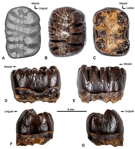 La especie fue identificada a partir de piezas dentales encontradas en expediciones anuales sucesivas realizadas cerca las Torres del Paine desde febrero del 2017.